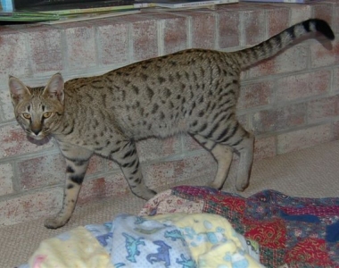 Cat Photo